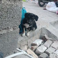 سگ پاکوتاه نرچهار چشم