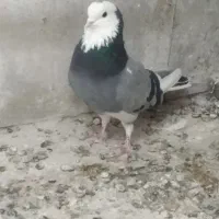 کبوترپرشی موقعیت تکاب ارسالم دارم