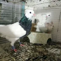 نرماده طوقی هفت رنگ