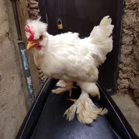خروس ومرغ سلطان عثمانی