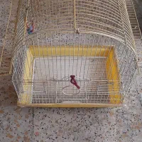 قفس پرنده