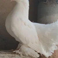 یک جفت نرو ماده