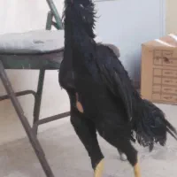 مرغ و خروس لاری|حیوانات مزرعه|تهران, وصفنارد|دیوار