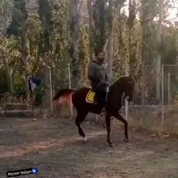 نریان عرب مصری