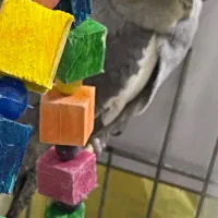 عروس هلندی ماده مولد|پرنده|قم, علی آباد سعدگان|دیوار