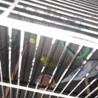 جوجه های مرغ عشق انگلیسی|پرنده|کرج, احدآباد|دیوار