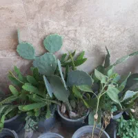 مخصوص پرورش دهندگان کاکتوس|گل و گیاه طبیعی|کرج, فاز ۴ مهرشهر|دیوار