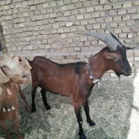 کره نر آلپاین