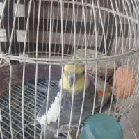 جفت طوطی عروس شنگول و بامزه