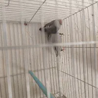 طوطی برزیلی مولد|پرنده|ملکان, |دیوار