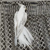 عروس هلندی دوکت پروانه ای