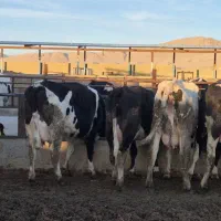 گاو و گوساله|حیوانات مزرعه|مرودشت, کناره|دیوار