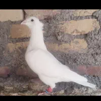 هودی کاکلی کرمونی سفید کرمونی زاغ سرخ