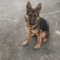 ژرمن شپرد|سگ|پردیس, فاز ۲|دیوار