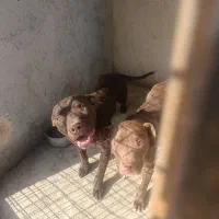 توله پیتبول