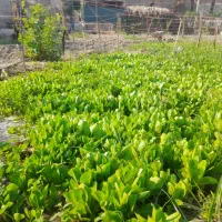 نشاع|خدمات باغبانی و درختکاری|عنبرآباد, |دیوار