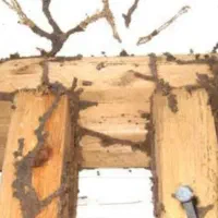 موریانه زدایی