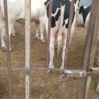 گوسال چاق|حیوانات مزرعه|شال, |دیوار