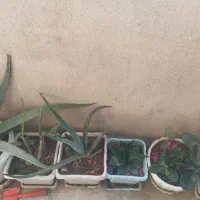 گل آلوورا وغیره