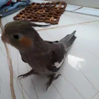 عروس هلندی سه ماهه