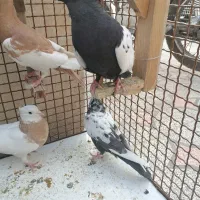 7 عدد کبوتر هوایی بازی کن با گنجه|پرنده|شیراز, نیستان|دیوار