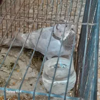کبوتر ماده|پرنده|اصفهان, ابر|دیوار