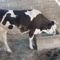 گوساله سیمینتال چاق داشتی وگوشتی