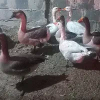 فروش فوری قوغاز وبوقلمون خروس لهستانی وسگ نر|حیوانات مزرعه|قنوات, |دیوار