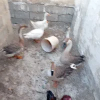 باعرض سلام خدمت همشهری هایه عزیز