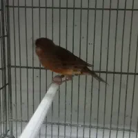 قناری موزاییکی و سوخته|پرنده|بهار, |دیوار