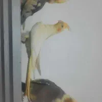 عروس هلندی|پرنده|چناران, |دیوار