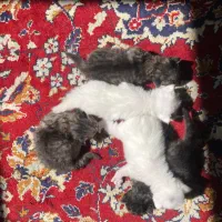 واگذاری بچه گربه|گربه|زنجان, |دیوار