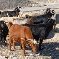 بز آبستن داشتی|حیوانات مزرعه|ملکشاهی, |دیوار