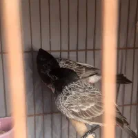 فنچ|پرنده|بندرعباس, |دیوار