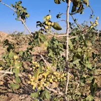باغ پسته فروشی