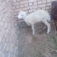 1راس بره