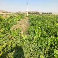 اجاره-یا-نصفه-ای-باغ