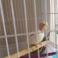 بچه عروس هلندی