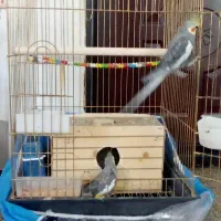 عروس هلندی|پرنده|مرند, |دیوار