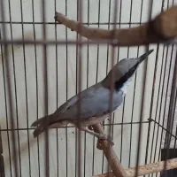 پرنده استهبان