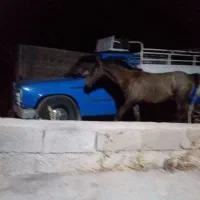 اسب درشوری