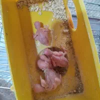 مرغ عشق  بازی تا جوجه معاوضه  با قناری|پرنده|اقبالیه, |دیوار