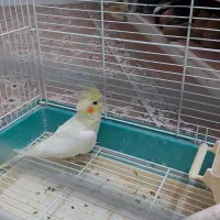 عروس لوتینو ماده بالغ