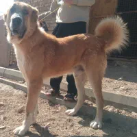 سگ اصل خراسانی