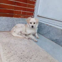 معاوضه با مرغ تخم گذار