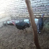 بوقلمون محلی