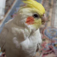 عروس هلندی|پرنده|اهواز, کمپلو شمالی|دیوار