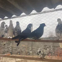 کبوتر اصیل|پرنده|ماهدشت, |دیوار