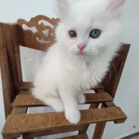 پرشین بریتیش|گربه|ساری, |دیوار