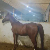 مادیان|اسب و تجهیزات اسبسواری|فولادشهر, سایت صنعتی کاوه|دیوار